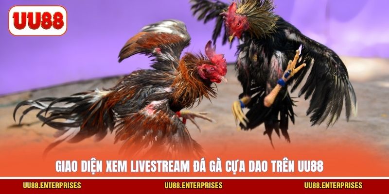 Giao diện xem livestream đá gà cựa dao trên UU88