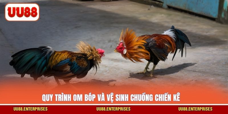 Quy trình om bóp và vệ sinh chuồng chiến kê