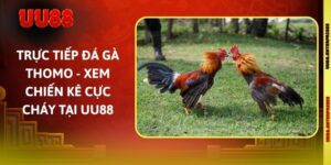 Trực Tiếp Đá Gà Thomo - Xem Chiến Kê Cực Cháy Tại UU88